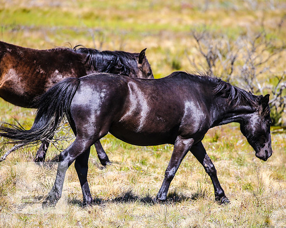Brumbies23Dec2022_0436