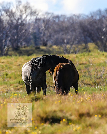Brumbies23Dec2022_1409