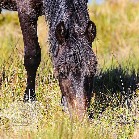 Brumbies23Dec2022_0193