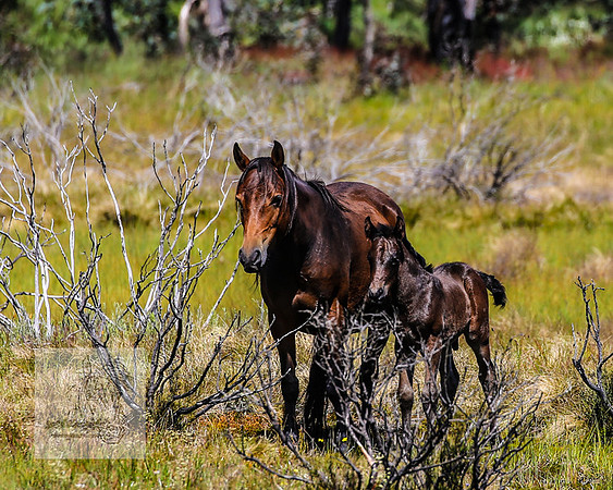 Brumbies23Dec2022_0345