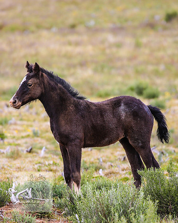 Brumbies21Dec2022_0382