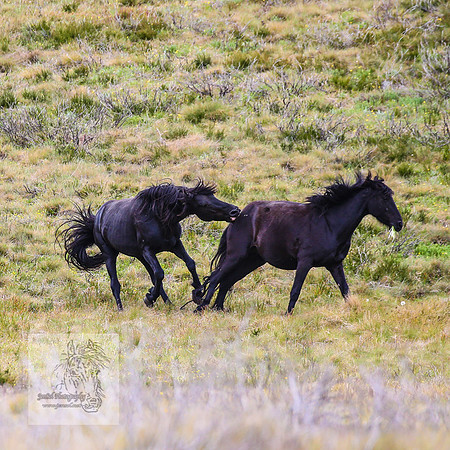 Brumbies21Dec2022_0471
