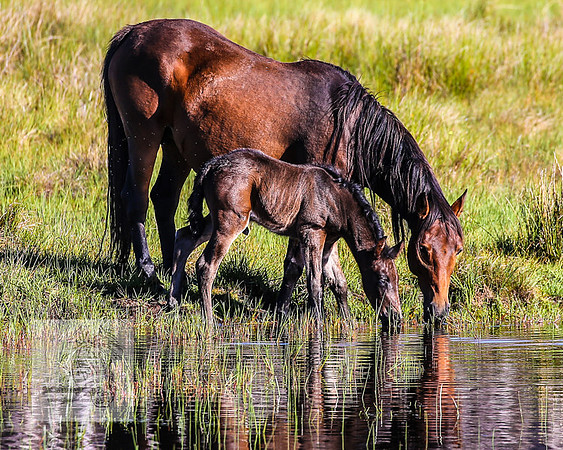 Brumbies23Dec2022_0116