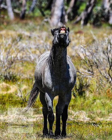 Brumbies23Dec2022_0438