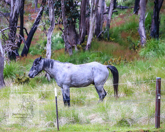 Brumbies22Dec2022_0065