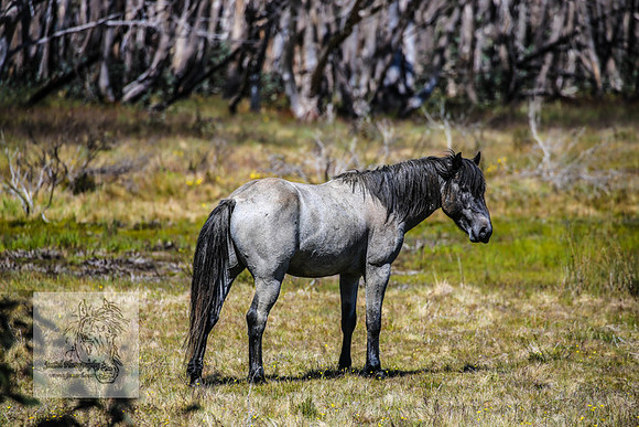 Brumbies23Dec2022_0431