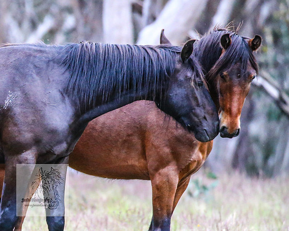 Brumbies22Dec2022_0017