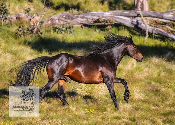 Brumbies27Dec22-78