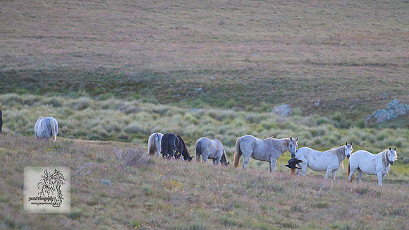 Brumbies30Dec22-13web
