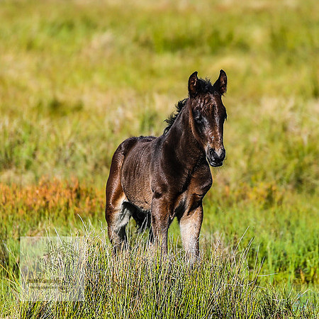 Brumbies23Dec2022_0225