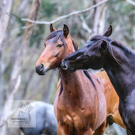 Brumbies22Dec2022_0023