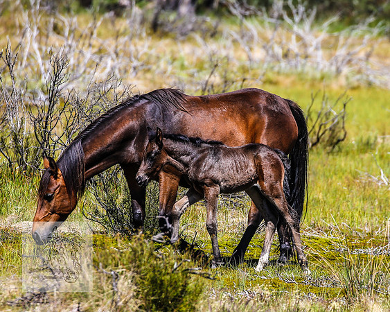 Brumbies23Dec2022_0360