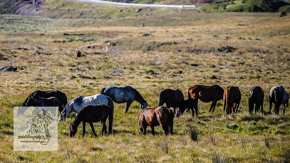 Brumbies26Dec22-194