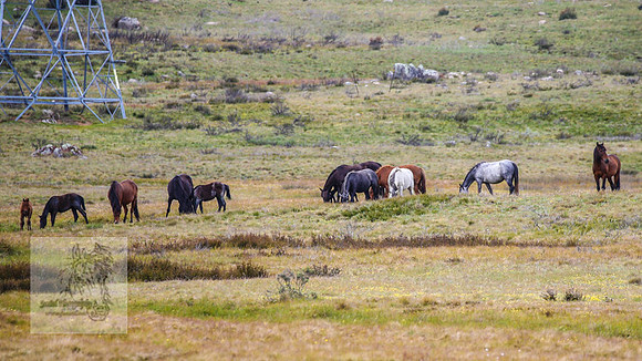 Brumbies21Dec2022_0411