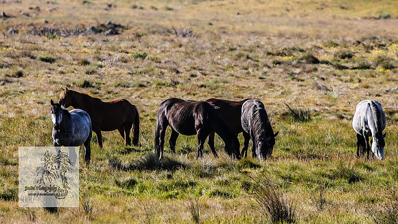 Brumbies26Dec22-198