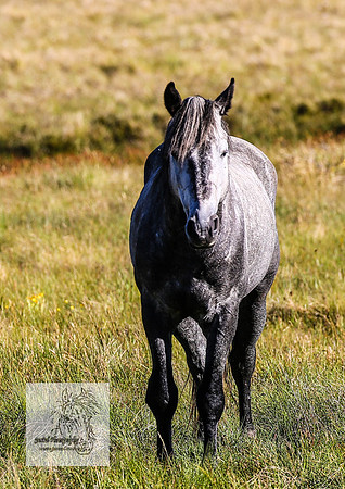 Brumbies25Dec22-21