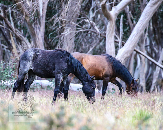 Brumbies22Dec2022_0002
