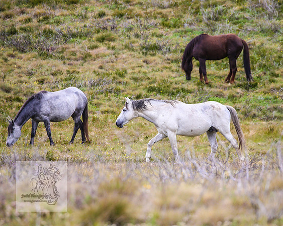 Brumbies21Dec2022_0514