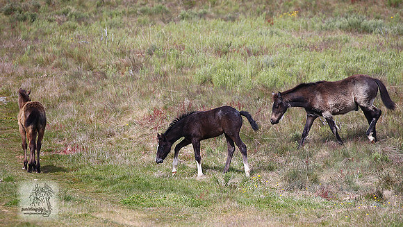 Brumbies21Dec2022_0093edit
