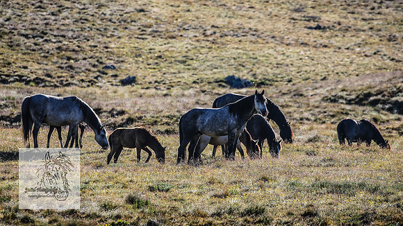 Brumbies26Dec22-133