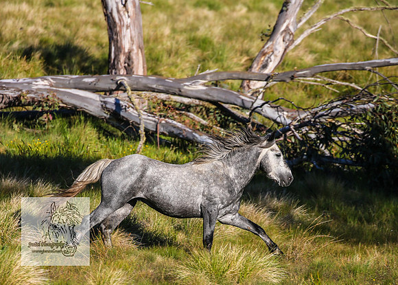 Brumbies27Dec22-91