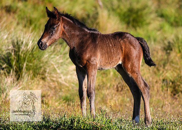 Brumbies27Dec22-45