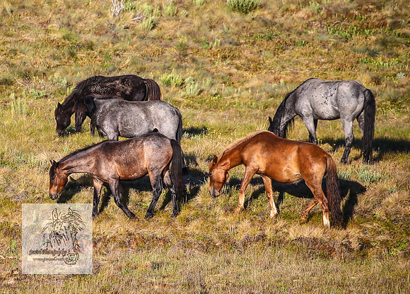 Brumbies27Dec22-24