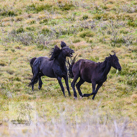Brumbies21Dec2022_0476