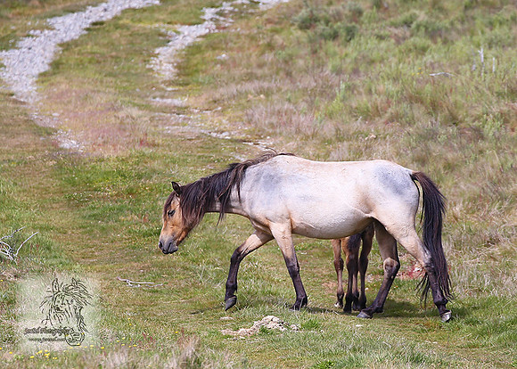Brumbies21Dec2022_0091edit