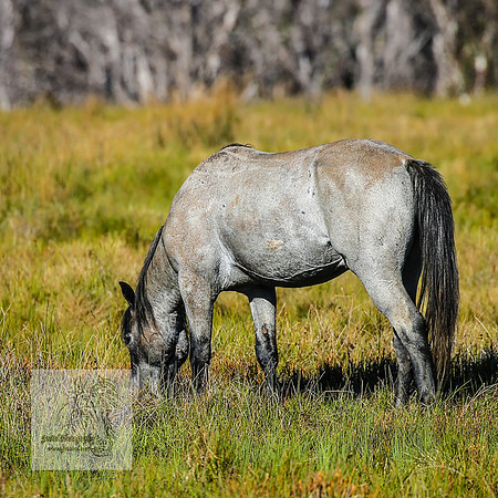 Brumbies23Dec2022_0165