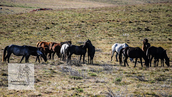 Brumbies26Dec22-205