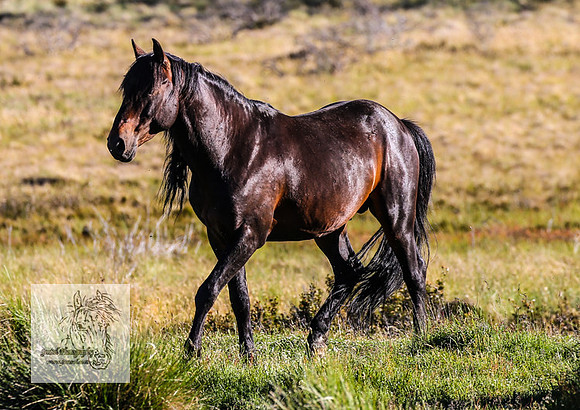 Brumbies25Dec22-20