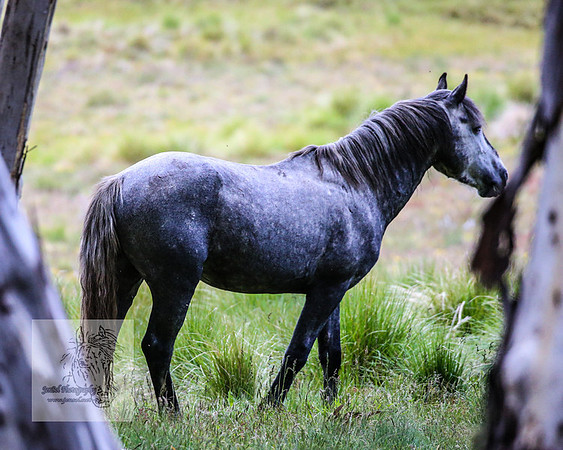 Brumbies22Dec2022_0061