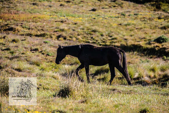 Brumbies26Dec22-156