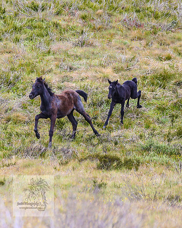 Brumbies21Dec2022_0511