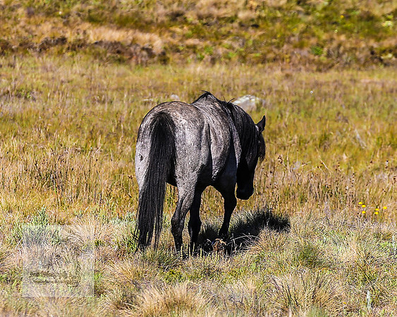 Brumbies23Dec2022_0001