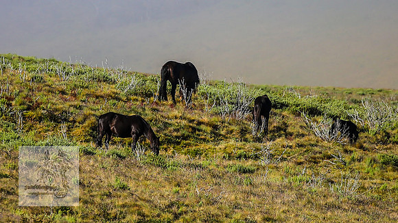 Brumbies23Dec2022_0007