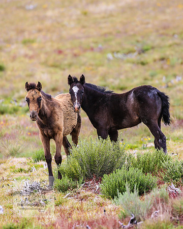 Brumbies21Dec2022_0354