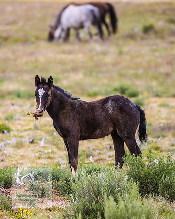 Brumbies21Dec2022_0385