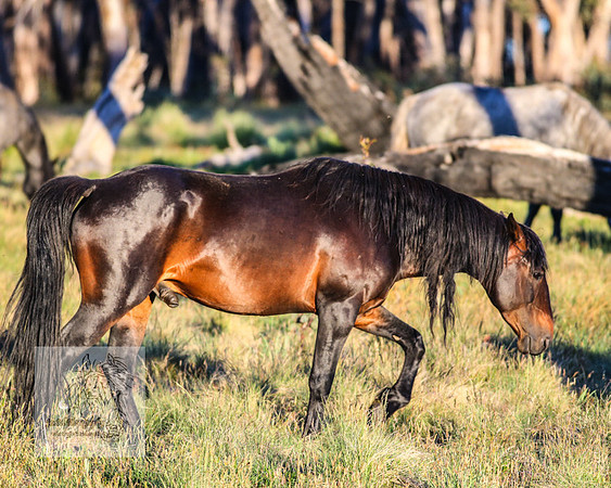 Brumbies28Dec22_0143