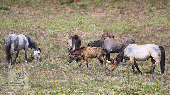 Brumbies21Dec2022_0065edit
