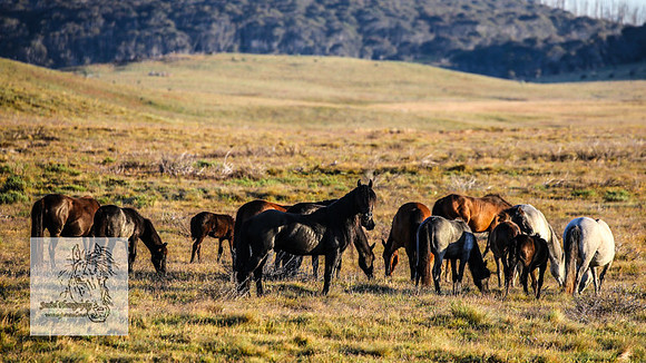 Brumbies26Dec22-6