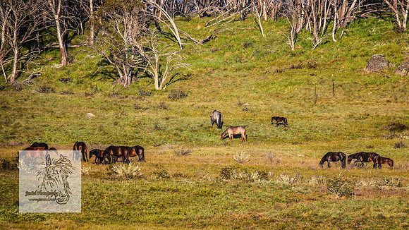Brumbies26Dec22-29