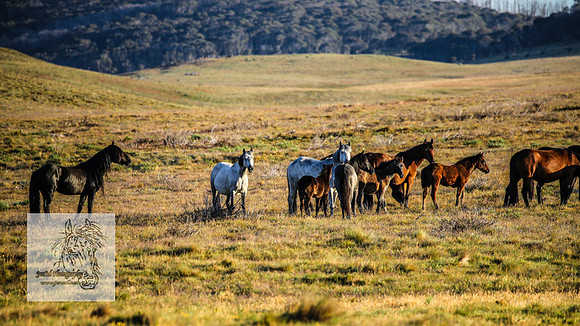Brumbies26Dec22-14