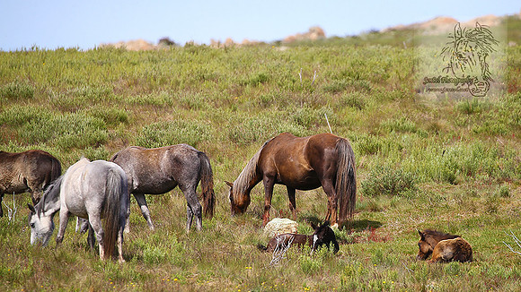 Brumbies21Dec2022_0114edit