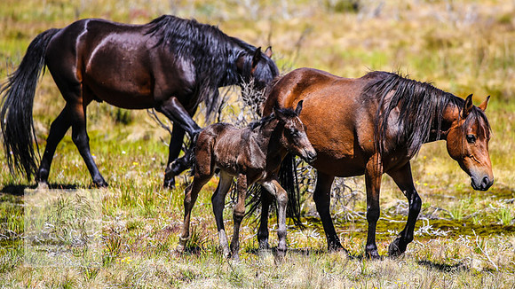 Brumbies23Dec2022_0408