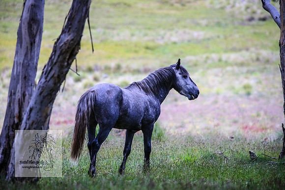 Brumbies22Dec2022_0052