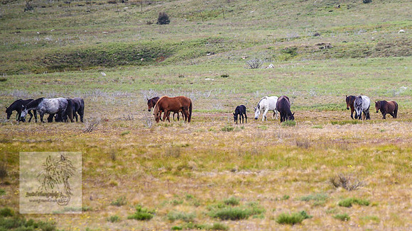 Brumbies21Dec2022_0435