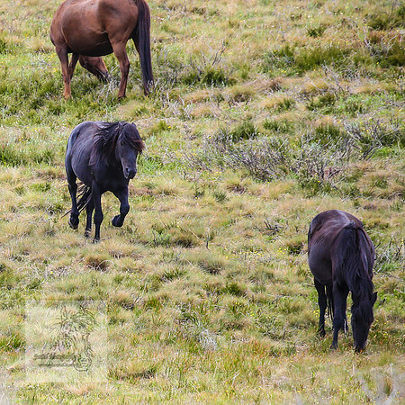Brumbies21Dec2022_0467