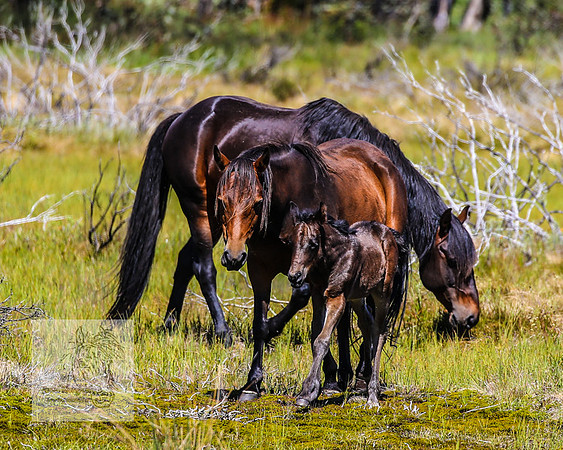 Brumbies23Dec2022_0353